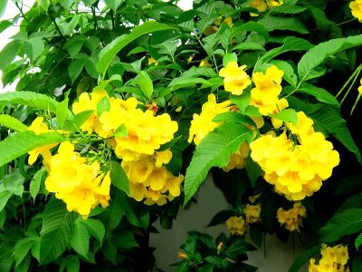 cây chuông vàng, hướng dẫn trồng cây chuông vàng, cách chăm sóc cây chuông vàng, trồng cây chuông vàng ngoài ban công