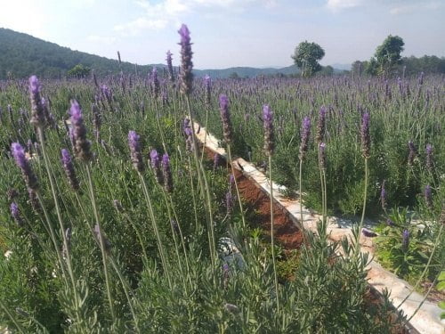 Vườn cây lavender, oải hương, chăm sóc lavender, hướng dẫn chăm sóc lavender, hướng dẫn trồng oải hương, tưới nước cho lavender, bón phân gì cho lavender