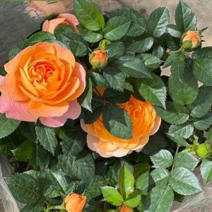 Hoa hồng tezza cam cá hồi