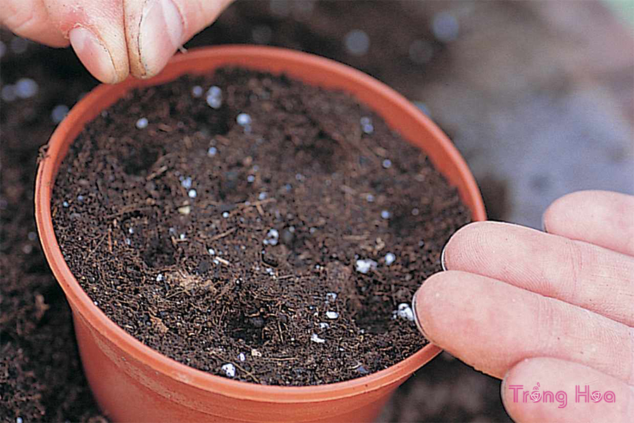 Gieo hạt vào bầu đất ủ phân rải đều các hạt