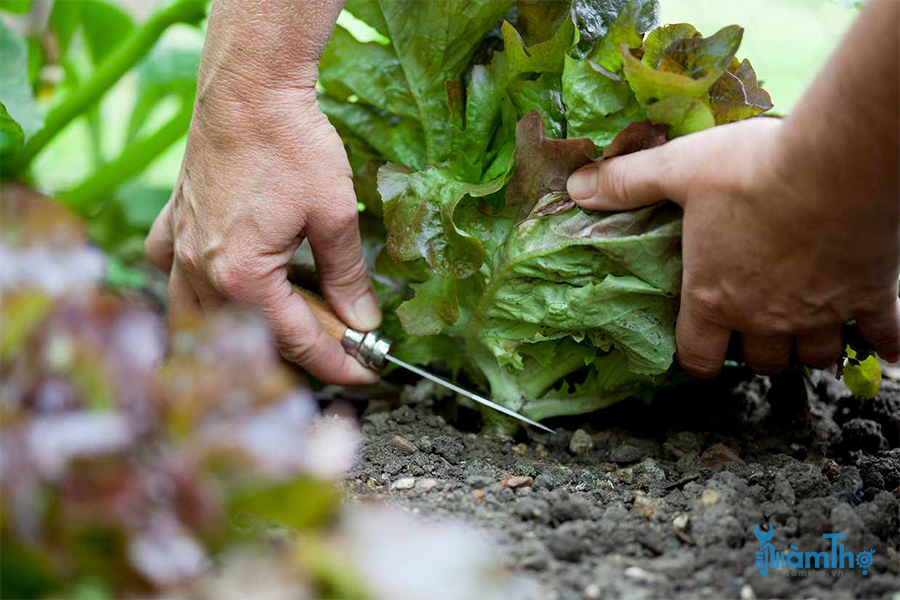 Cách tận dụng tối đa một mảnh sân vườn nhỏ để trồng rau