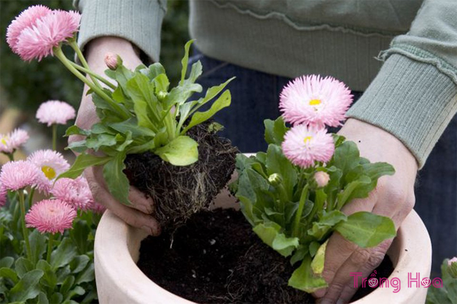 Cách trồng chậu hoa cúc với cây thường xuân để trưng bày
