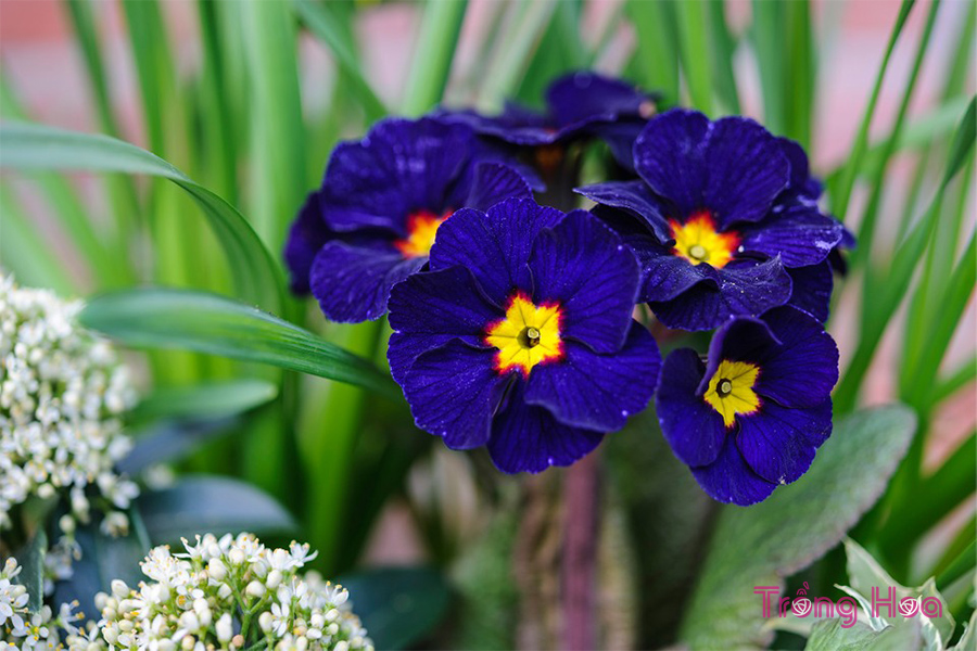 Hoa báo xuân tím Purple polyanthus