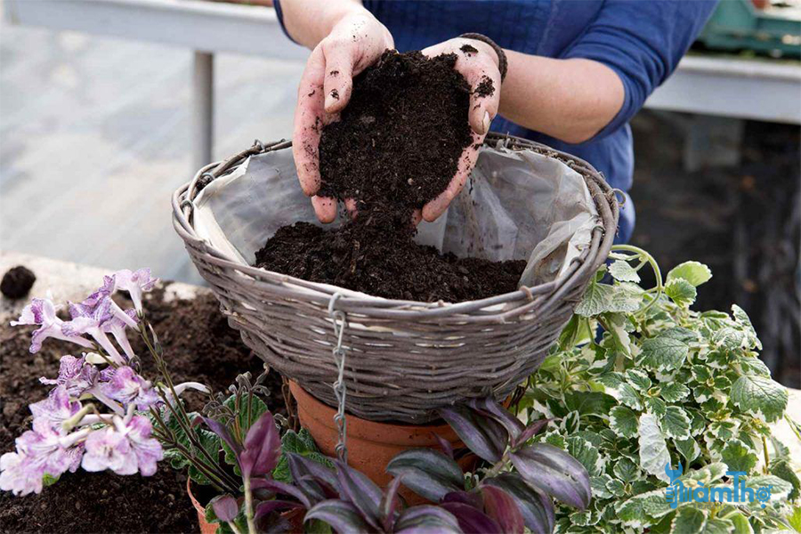 Đổ đất trộn vào giỏ và thêm các hạt giữ ẩm
