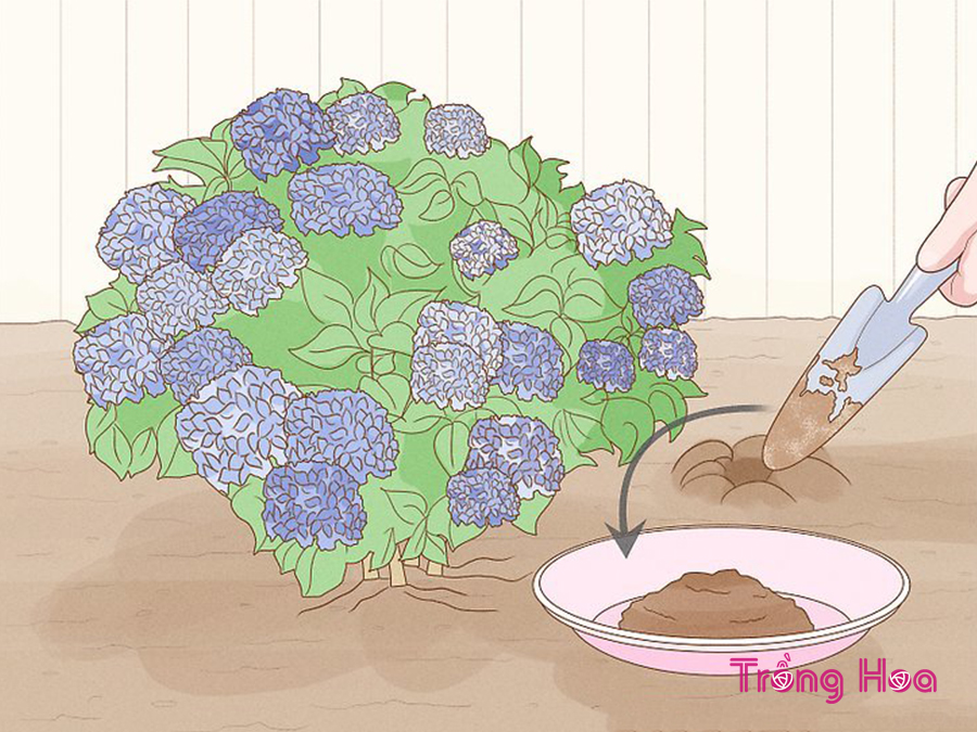 Cách làm cho hoa cẩm tú cầu đổi thành màu tím