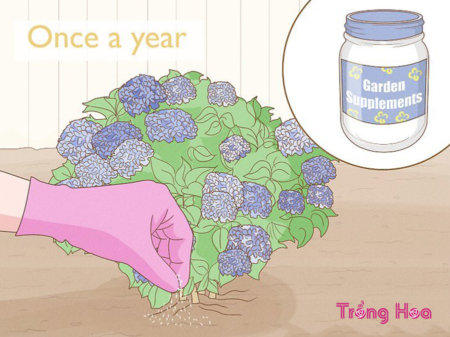 Cách làm cho hoa cẩm tú cầu đổi thành màu tím