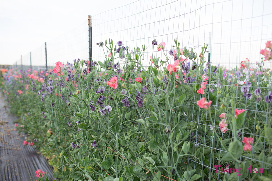 Cách trồng hoa đậu thơm giúp cây phân nhánh từ gốc, 1651836510 868 Cach trong hoa dau thom giup cay phan nhanh tu