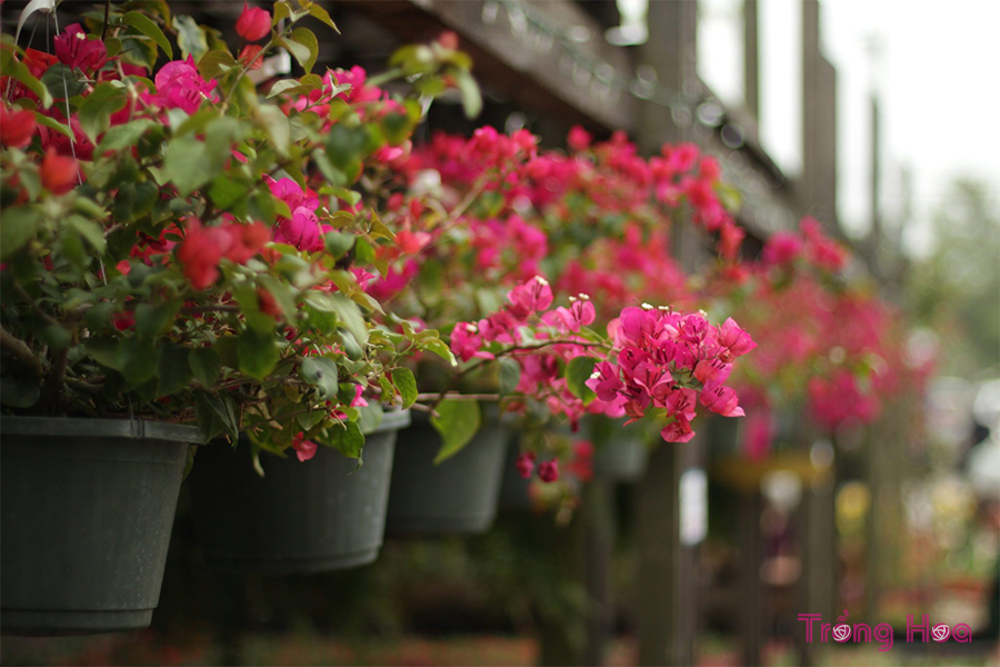 Hướng dẫn cách trồng hoa giấy trong nhà, 1652420516 119 Huong dan cach trong hoa giay trong nha