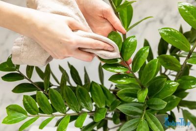 Làm thế nào để làm sạch lá của cây trồng trong nhà