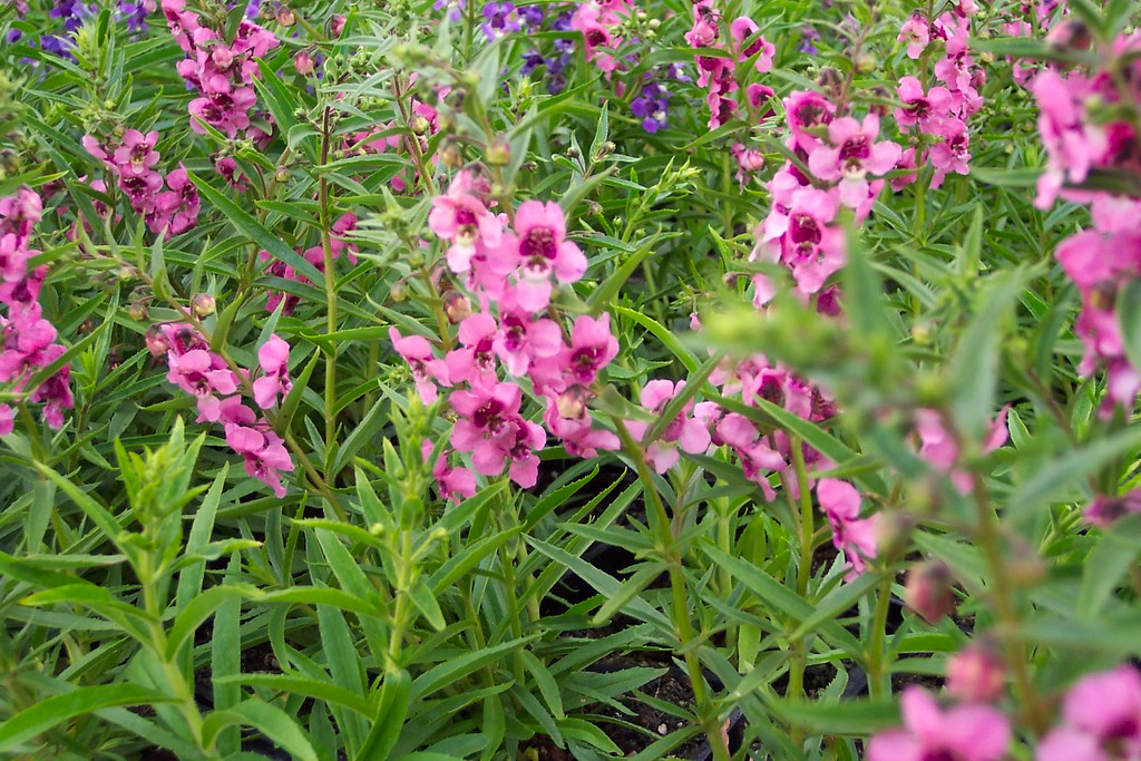 Hướng dẫn cách trồng hoa ngọc hân ra hoa liên tục, 1655082830 241 Huong dan cach trong hoa ngoc han ra hoa lien
