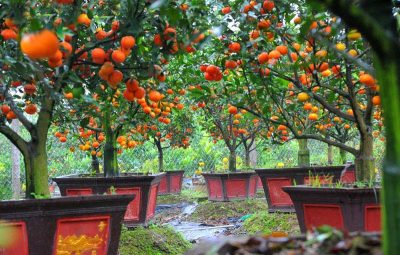 Hướng dẫn cách trồng cam canh bonsai chơi Tết độc đáo