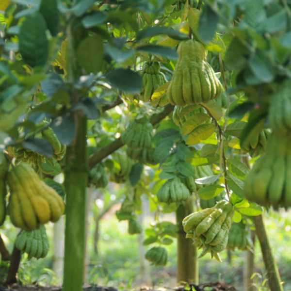 Chăm sóc cây phật thủ cảnh ra hoa đậu quả đúng Tết