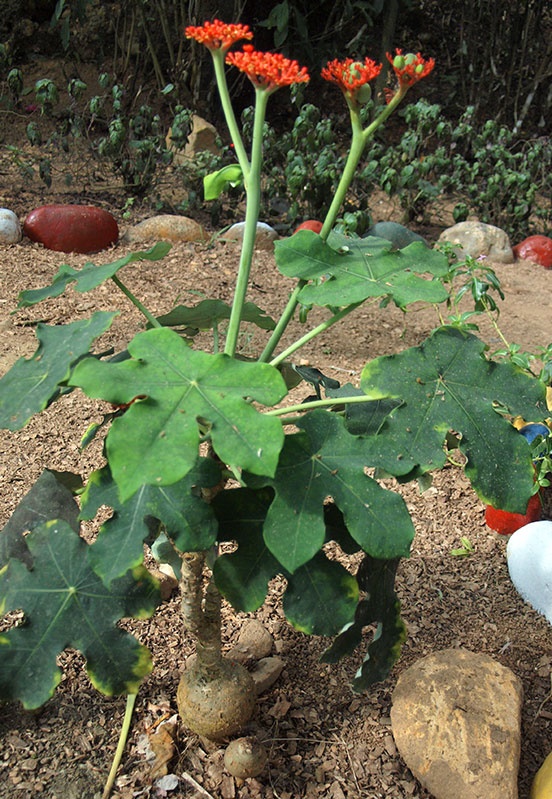 Cách trồng cây ngô đồng cảnh ngày tết