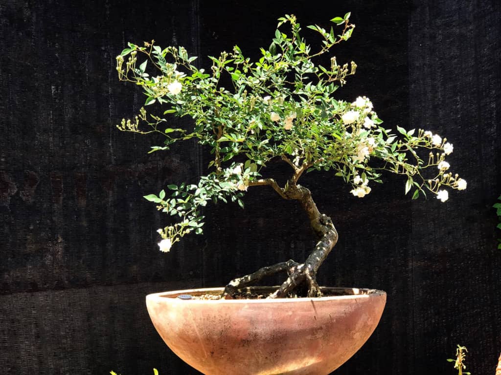 Kỹ thuật trồng hoa Hồng bonsai đẹp độc, lạ