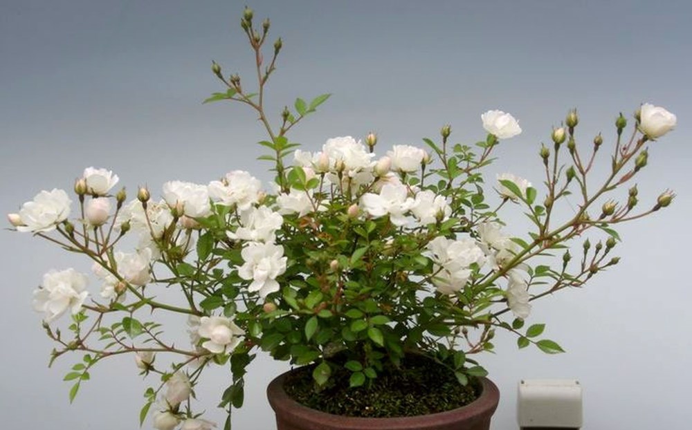 Kỹ thuật trồng hoa Hồng bonsai đẹp độc, lạ