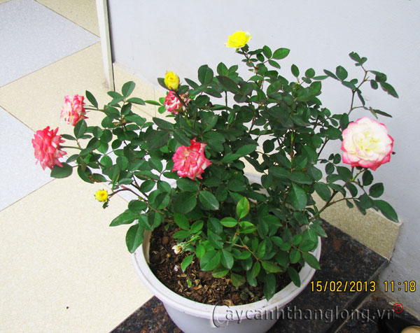 Kỹ thuật trồng và chăm sóc hoa hồng đổi màu