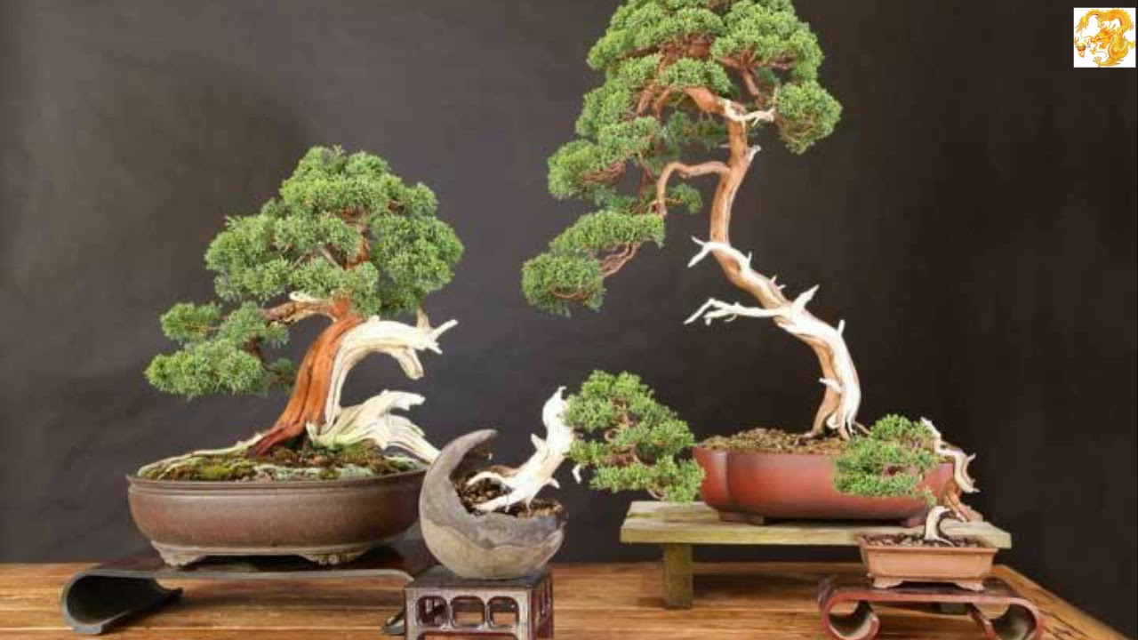 Khám phá bố cục chậu bonsai đẹp tỷ lệ đủ tiêu chuẩn