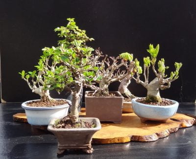 Khám phá bố cục chậu bonsai đẹp đối xứng về hình dáng