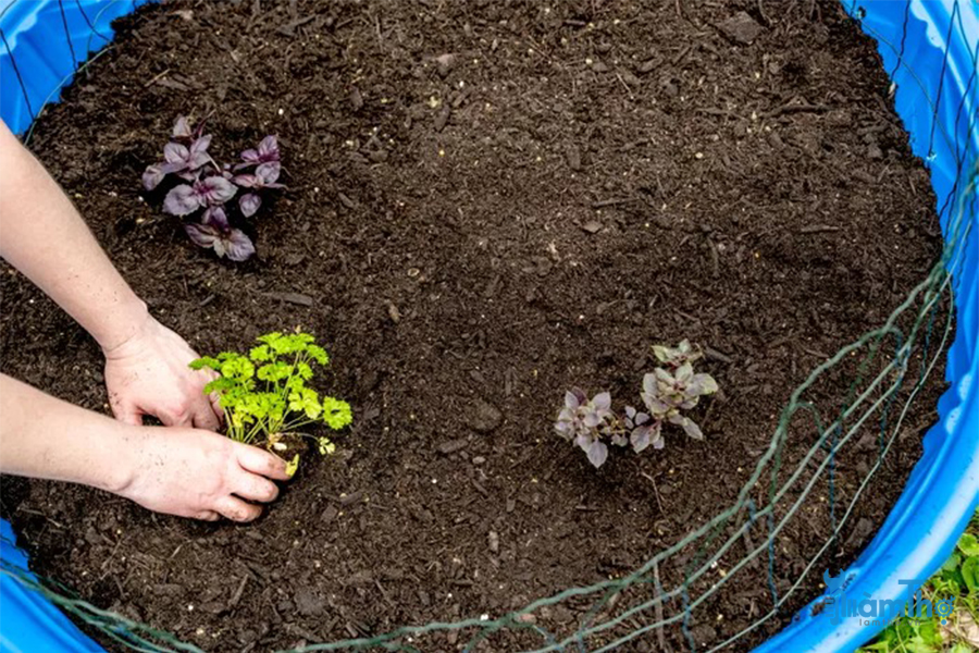Cách làm vườn trồng cây từ một bể bơi trẻ em bằng nhựa