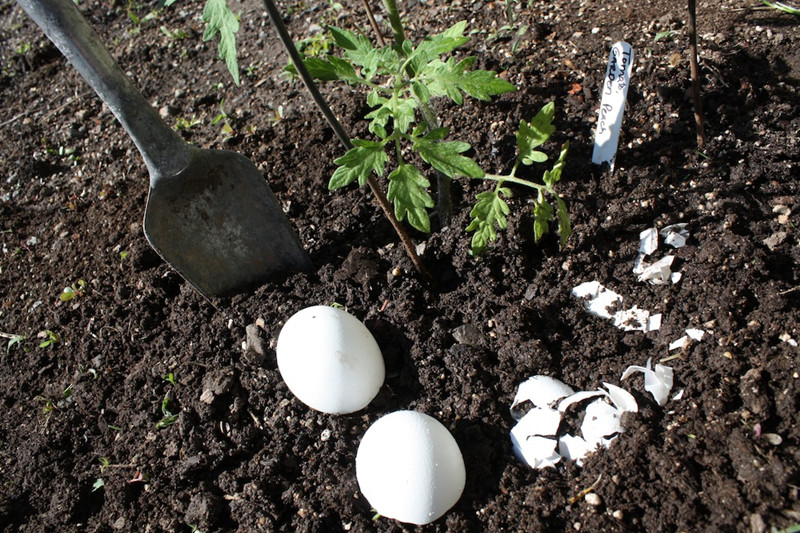 Mẹo làm vườn từ chuối và trứng hỏng cung cấp dinh dưỡng