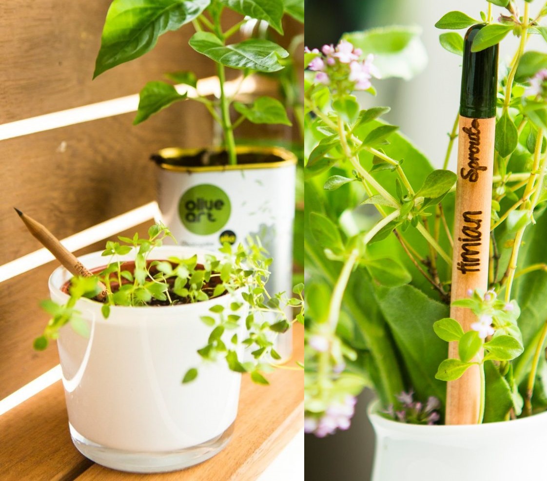 Mẹo trồng cây bằng bút chì thông minh