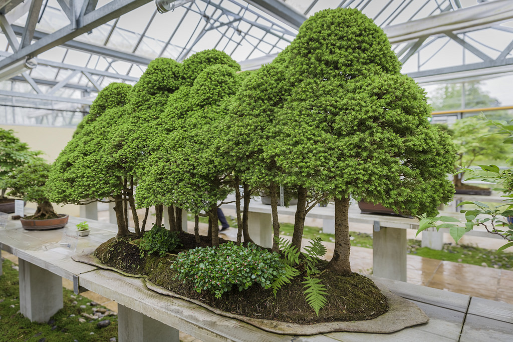 Mách bạn cách trồng bonsai trang trí vườn nổi bật