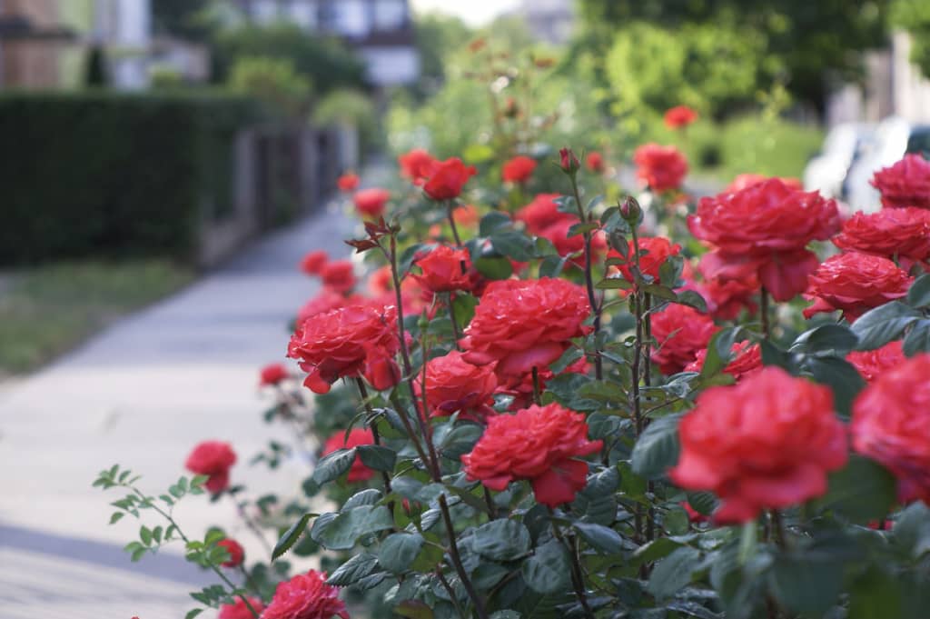 Kỹ thuật trồng hoa hồng bằng cành đẹp rực rỡ