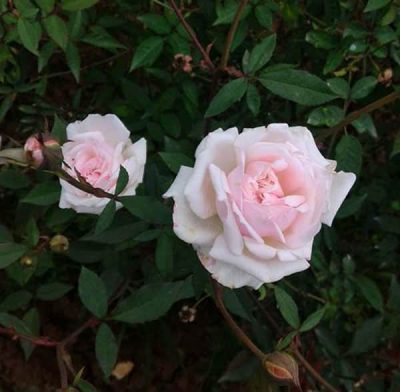 Trồng hoa hồng đào cổ mang hương thơm nồng nàn