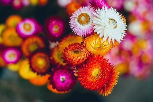 Kỹ thuật trồng hoa cúc bất tử