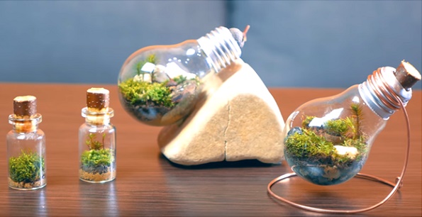 Nghệ thuật trồng cây cảnh mini trong bóng đèn