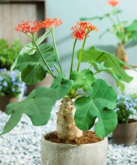Kỹ thuật trồng hoa sen lục bình hút lộc vào nhà