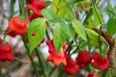 Hướng dẫn cách trồng và chăm sóc cây ớt chuông hoa hồng