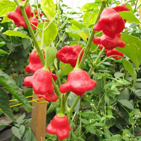Cách trồng cây ớt chuông hoa hồng